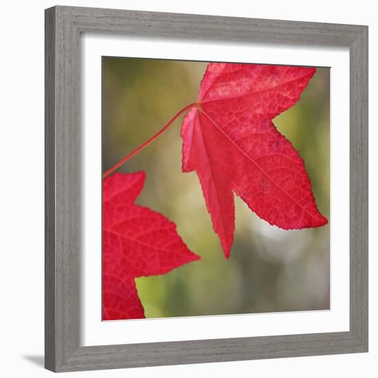 Festive Maple III-Rita Crane-Framed Photographic Print