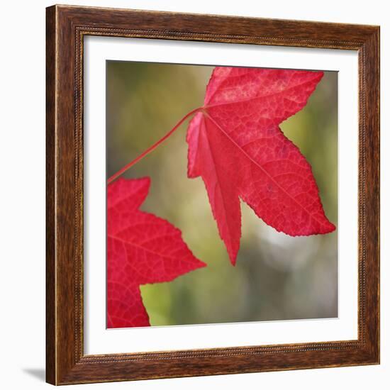 Festive Maple III-Rita Crane-Framed Photographic Print