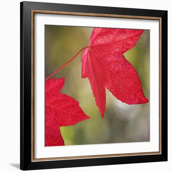 Festive Maple III-Rita Crane-Framed Photographic Print