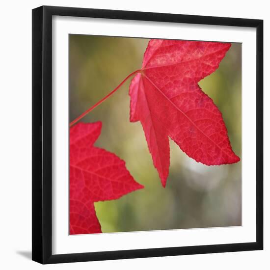 Festive Maple III-Rita Crane-Framed Photographic Print