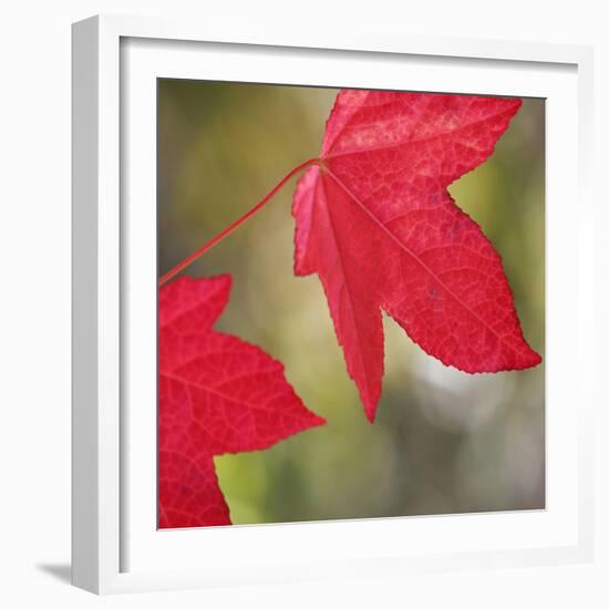 Festive Maple III-Rita Crane-Framed Photographic Print