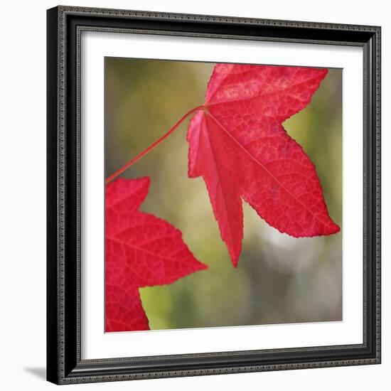 Festive Maple III-Rita Crane-Framed Photographic Print