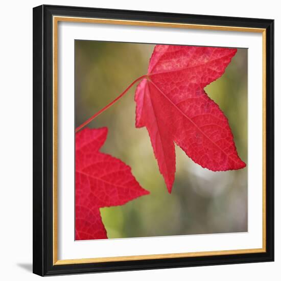 Festive Maple III-Rita Crane-Framed Photographic Print