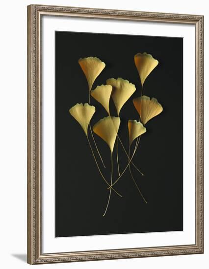 Feuilles de Ginkgo-Paul Taylor-Framed Art Print