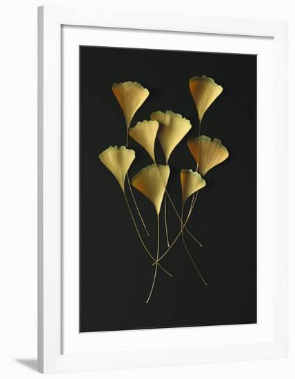 Feuilles de Ginkgo-Paul Taylor-Framed Art Print