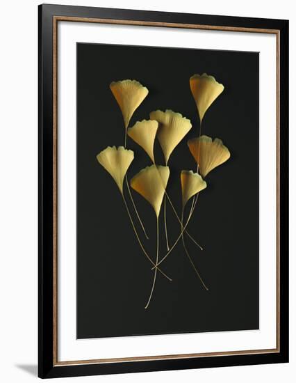 Feuilles de Ginkgo-Paul Taylor-Framed Art Print