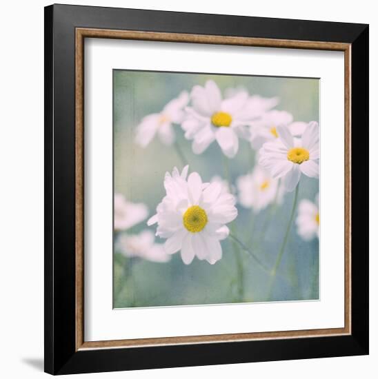 Feverfew I-Judy Stalus-Framed Art Print