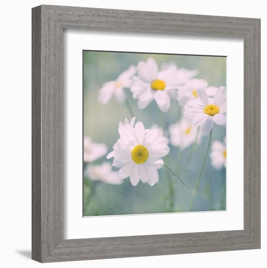 Feverfew I-Judy Stalus-Framed Art Print