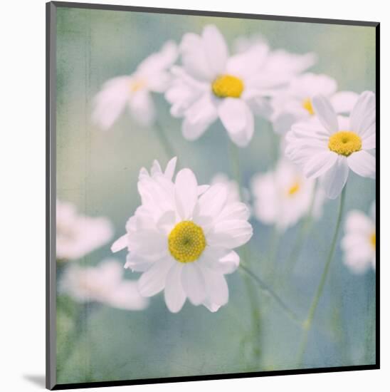 Feverfew I-Judy Stalus-Mounted Art Print