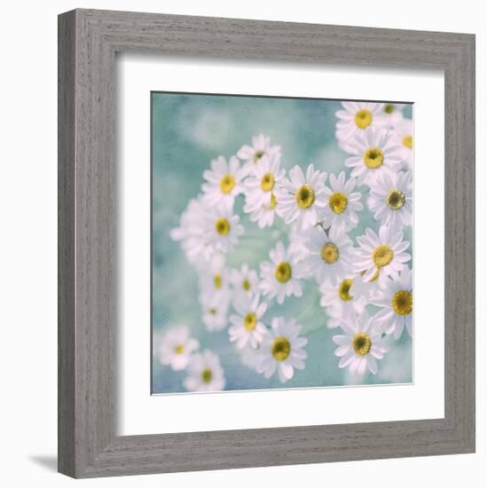 Feverfew II-Judy Stalus-Framed Art Print