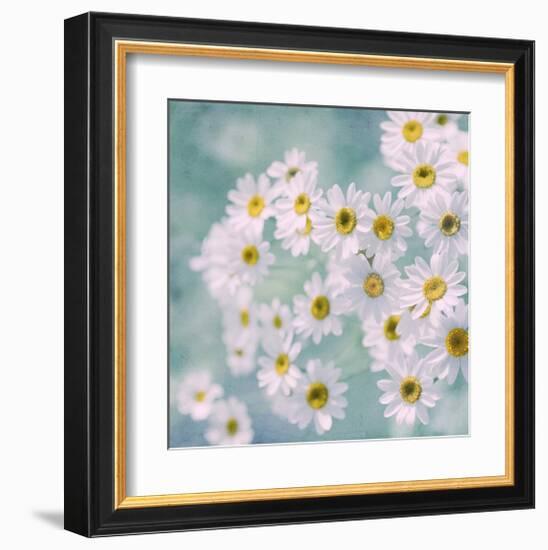 Feverfew II-Judy Stalus-Framed Art Print