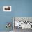 Fez Morocco leather baskets & oriental carpet on the wall in the old medina-Ellen Clark-Framed Photographic Print displayed on a wall