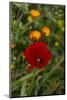 Fez, Morocco. Red poppy and orange flowers in a field-Jolly Sienda-Mounted Photographic Print