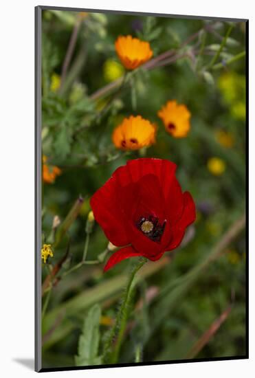 Fez, Morocco. Red poppy and orange flowers in a field-Jolly Sienda-Mounted Photographic Print