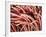 Fibers of a Toothbrush-Micro Discovery-Framed Photographic Print