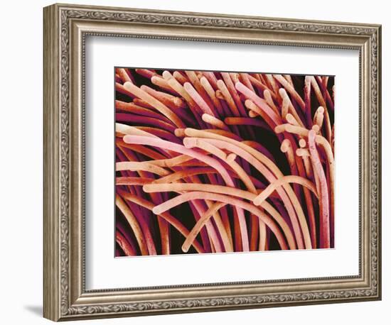 Fibers of a Toothbrush-Micro Discovery-Framed Photographic Print