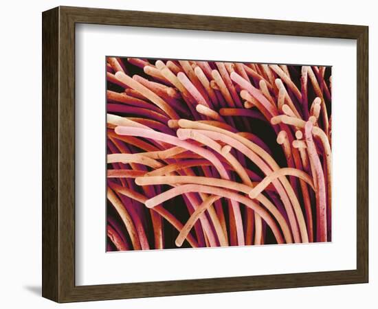 Fibers of a Toothbrush-Micro Discovery-Framed Photographic Print