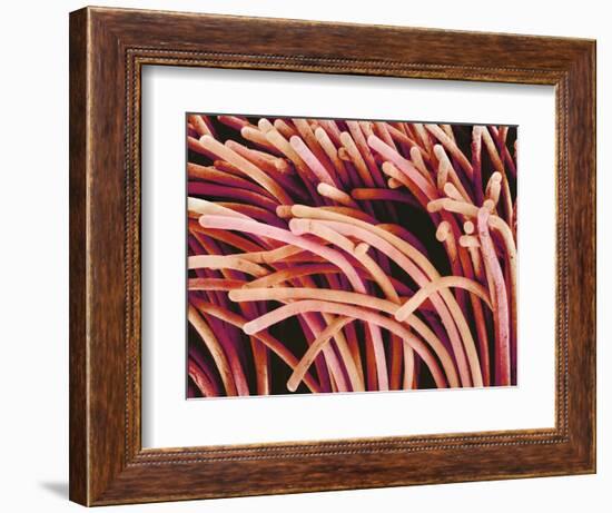 Fibers of a Toothbrush-Micro Discovery-Framed Photographic Print