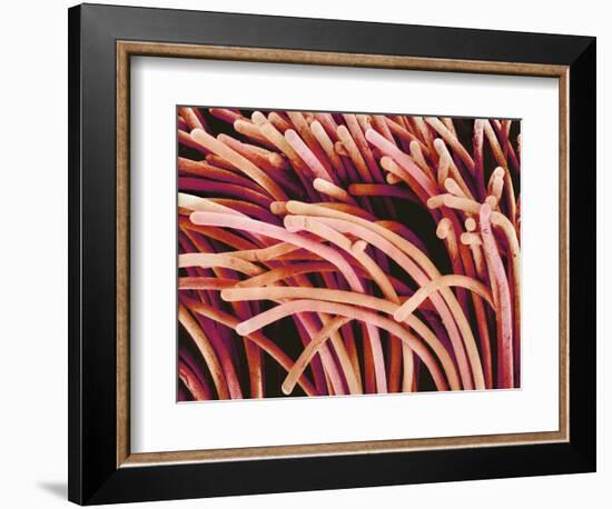 Fibers of a Toothbrush-Micro Discovery-Framed Photographic Print