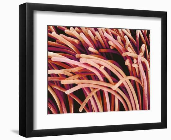 Fibers of a Toothbrush-Micro Discovery-Framed Photographic Print