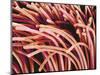 Fibers of a Toothbrush-Micro Discovery-Mounted Photographic Print
