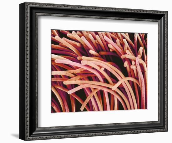 Fibers of a Toothbrush-Micro Discovery-Framed Photographic Print