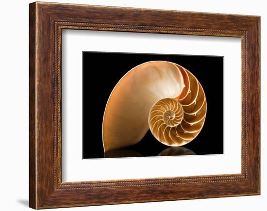 Fibonacci Pattern in a Shell-null-Framed Premium Giclee Print