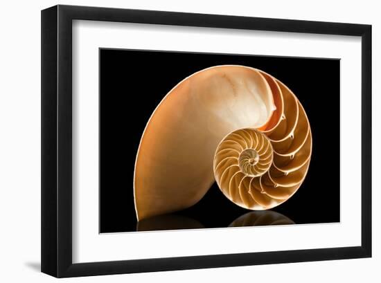 Fibonacci Pattern in a Shell-null-Framed Art Print