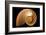 Fibonacci Pattern in a Shell-null-Framed Art Print