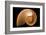 Fibonacci Pattern in a Shell-null-Framed Art Print