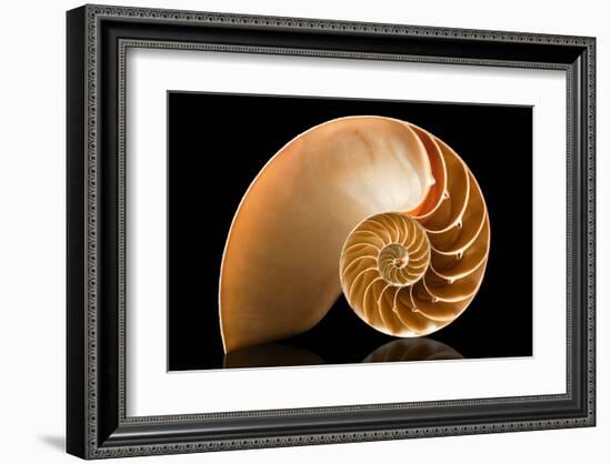 Fibonacci Pattern in a Shell-null-Framed Art Print