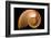 Fibonacci Pattern in a Shell-null-Framed Art Print