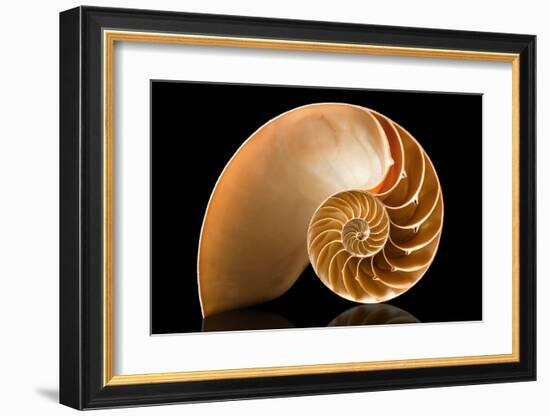 Fibonacci Pattern in a Shell-null-Framed Art Print