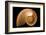 Fibonacci Pattern in a Shell-null-Framed Art Print