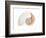 Fibonacci Pattern in a Shell-null-Framed Premium Giclee Print