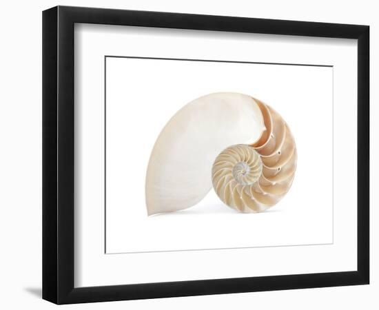 Fibonacci Pattern in a Shell-null-Framed Premium Giclee Print