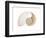 Fibonacci Pattern in a Shell-null-Framed Premium Giclee Print