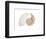 Fibonacci Pattern in a Shell-null-Framed Art Print