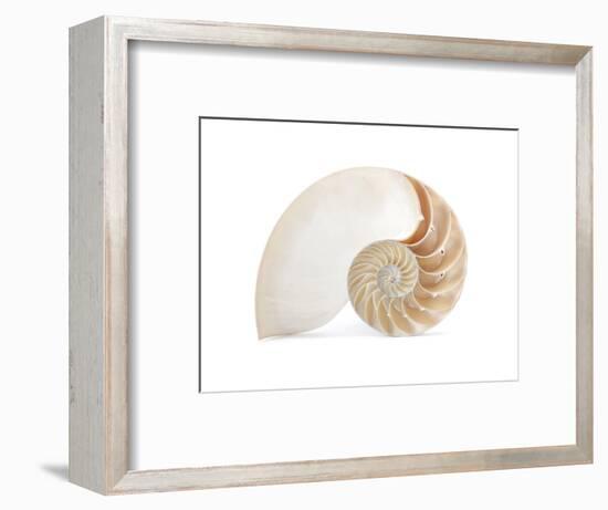 Fibonacci Pattern in a Shell-null-Framed Art Print