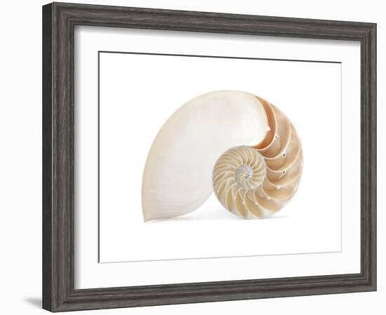 Fibonacci Pattern in a Shell-null-Framed Art Print