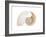 Fibonacci Pattern in a Shell-null-Framed Art Print