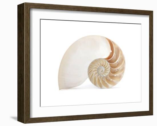 Fibonacci Pattern in a Shell-null-Framed Art Print