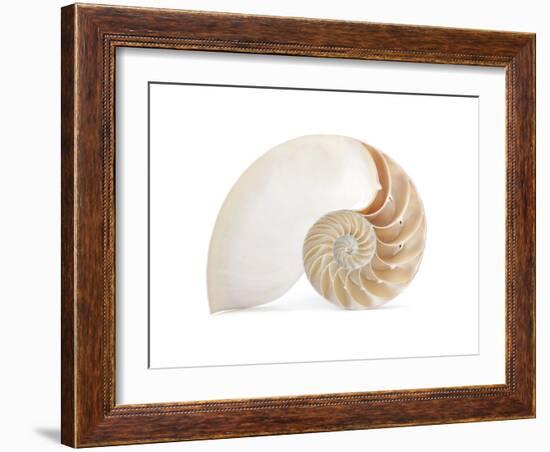 Fibonacci Pattern in a Shell-null-Framed Art Print