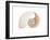 Fibonacci Pattern in a Shell-null-Framed Art Print