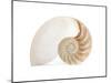 Fibonacci Pattern in a Shell-null-Mounted Art Print