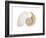 Fibonacci Pattern in a Shell-null-Framed Art Print