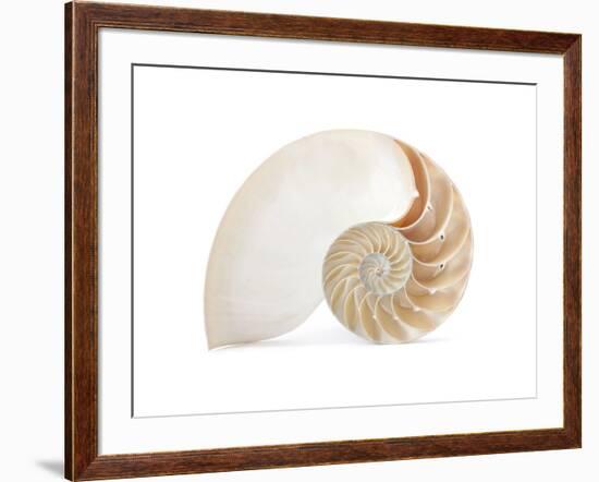 Fibonacci Pattern in a Shell-null-Framed Art Print