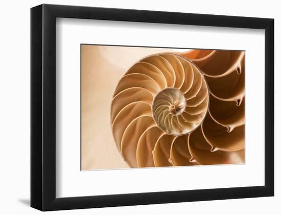 Fibonacci Pattern in a Shell-null-Framed Premium Giclee Print