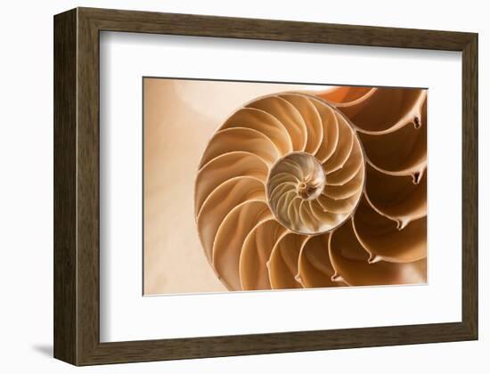 Fibonacci Pattern in a Shell-null-Framed Premium Giclee Print