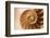 Fibonacci Pattern in a Shell-null-Framed Premium Giclee Print